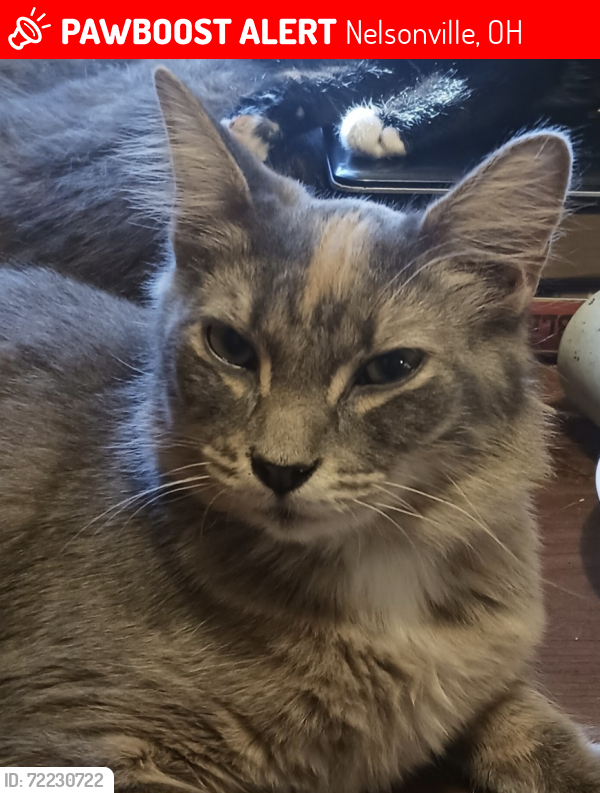 Lost Female Cat last seen Area around Poplar st , Nelsonville, OH 45764
