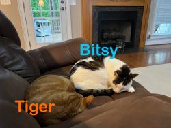 Reunited Male Cat last seen Houston valley rd, Ringgold, GA 30736