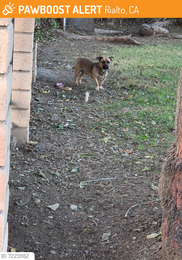 Rialto, CA Stray Male Dog Found Near Willow and Lilac | PawBoost