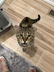 Lost Male Cat last seen 149th St. & Condon Avenue, Lawndale CA, Lawndale, CA 90260