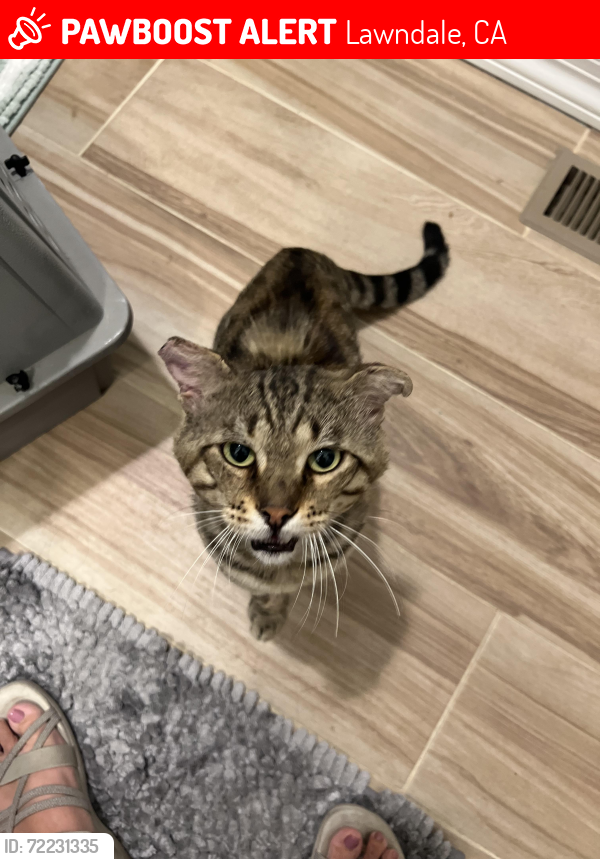 Lost Male Cat last seen 149th St. & Condon Avenue, Lawndale CA, Lawndale, CA 90260