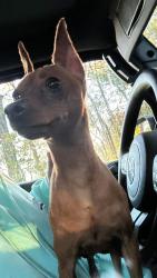 Lost Male Dog last seen Carlisle and Harriman, Bargersville, IN 46106