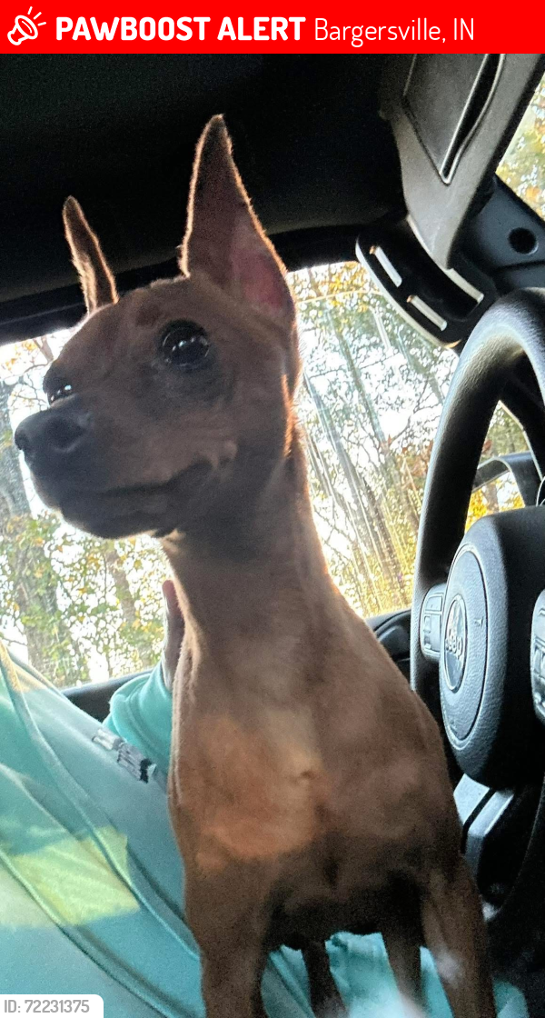 Lost Male Dog last seen Carlisle and Harriman, Bargersville, IN 46106