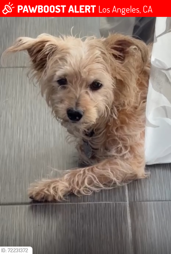 Lost Male Dog last seen Blake Ave. and Queen , Los Angeles, CA 90039