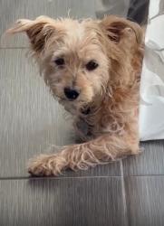 Lost Male Dog last seen Blake Ave. and Queen , Los Angeles, CA 90039
