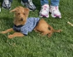 Lost Male Dog last seen Centerville , Camden, NJ 08104