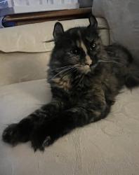 Lost Female Cat last seen Grace Avenue in General Booth Boulevard, Virginia Beach, VA 23451