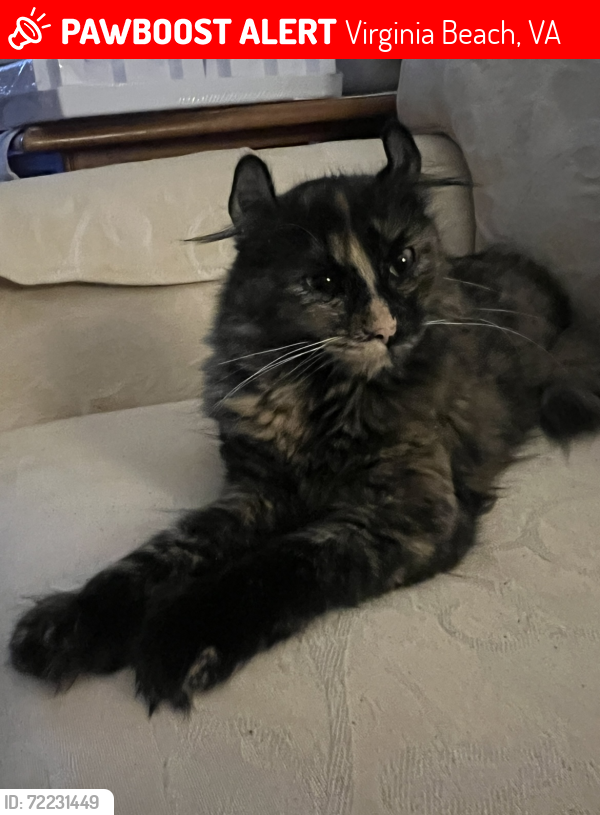 Lost Female Cat last seen Grace Avenue in General Booth Boulevard, Virginia Beach, VA 23451