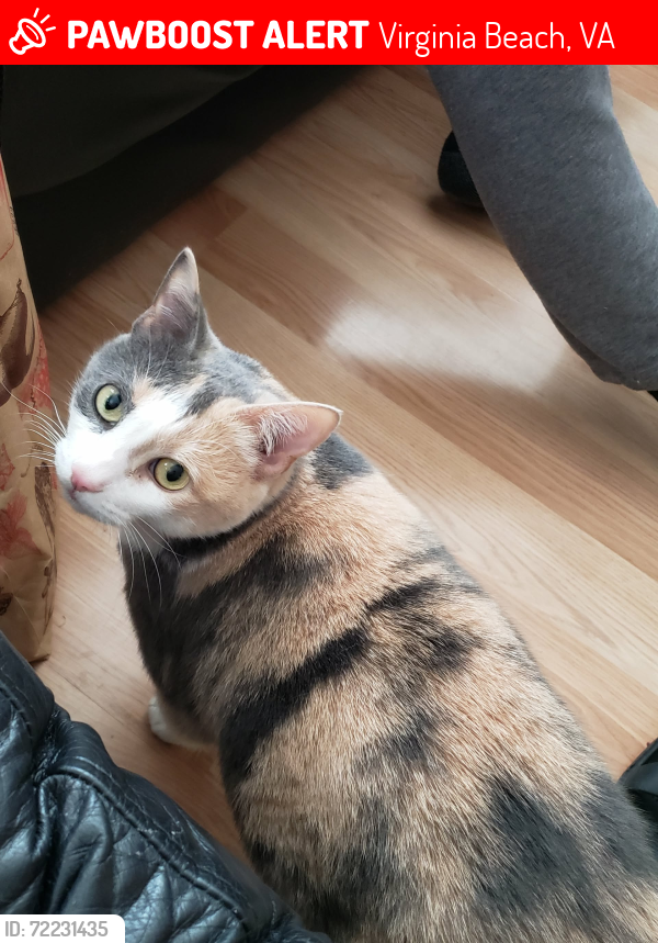 Lost Female Cat last seen William Pitt Ln/King George. Pembroke Manor, Virginia Beach, VA 23462