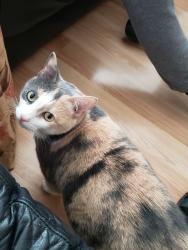 Lost Female Cat last seen William Pitt Ln/King George. Pembroke Manor, Virginia Beach, VA 23462