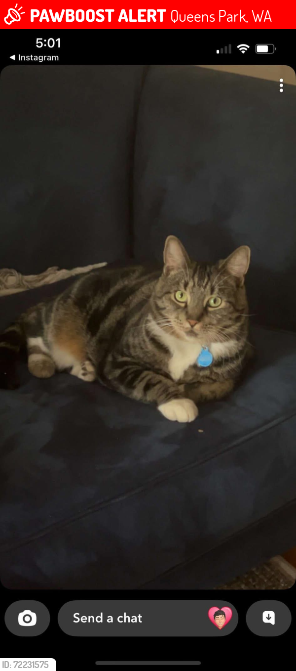Lost Male Cat last seen Wharf Street and Ayer Road, Queens Park, Queens Park, WA 6107