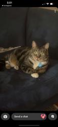 Lost Male Cat last seen Wharf Street and Ayer Road, Queens Park, Queens Park, WA 6107