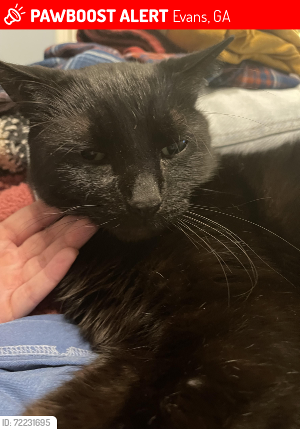 Lost Male Cat last seen Furys Ferry Rd, Evans, GA 30809