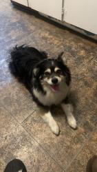 Lost Male Dog last seen E19th 22nd Ave Foothill Oakland, Oakland, CA 94606
