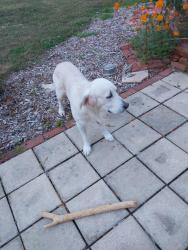 Lost Male Dog last seen South Pine Street and Lucas Court, Spartanburg, SC 29302