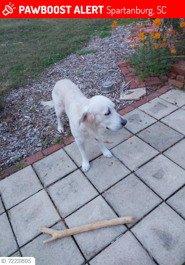 Lost Male Dog last seen South Pine Street and Lucas Court, Spartanburg, SC 29302