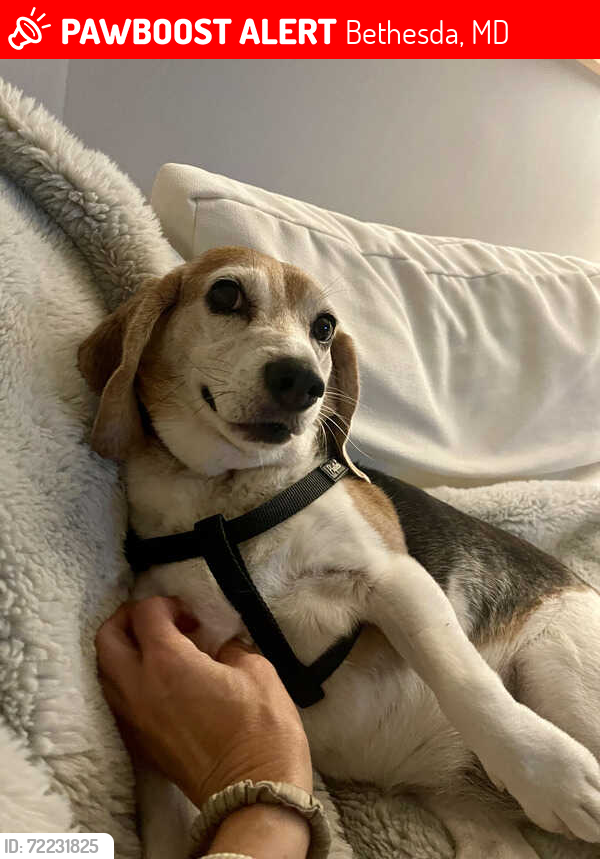 Lost Female Dog last seen Norfolk and Cordell, Bethesda, MD 20814