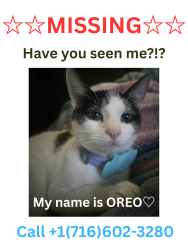Lost Female Cat last seen Near Trowbridge St. Buffalo, NY 14220, Buffalo, NY 14220