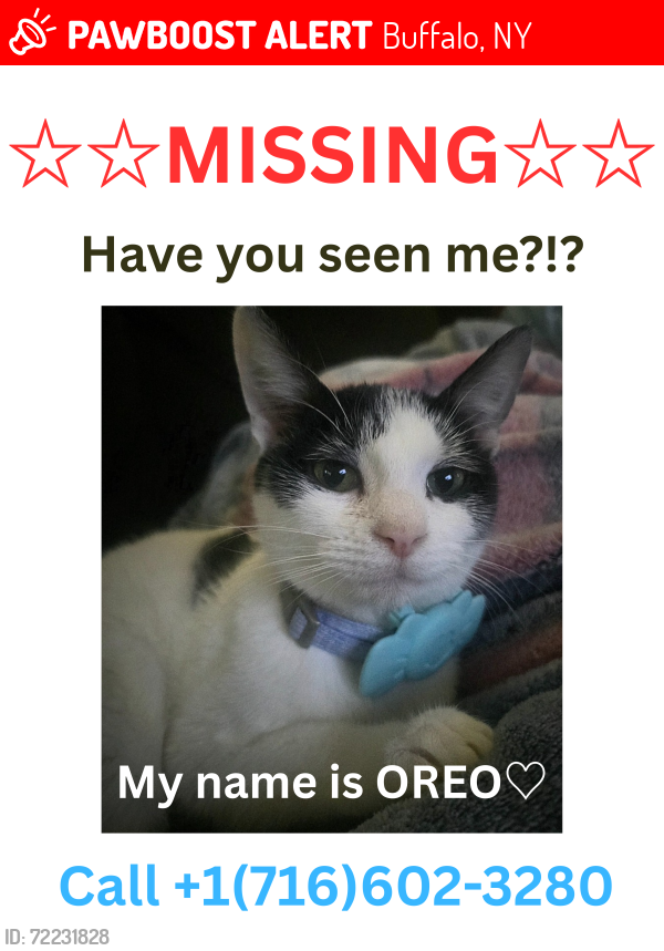 Lost Female Cat last seen Near Trowbridge St. Buffalo, NY 14220, Buffalo, NY 14220