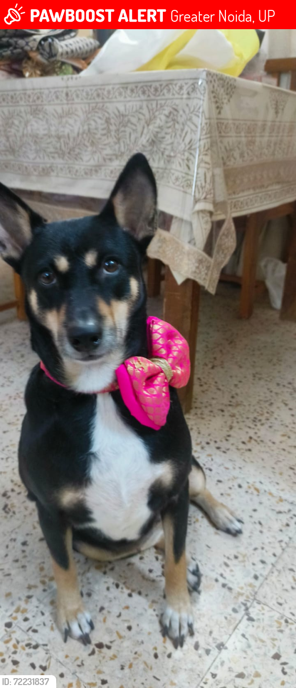 Lost Female Dog last seen Awho GURJINDER vihar , Greater Noida, UP 201315