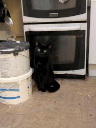 Lost Male Cat last seen B376ty , West Midlands, England B37