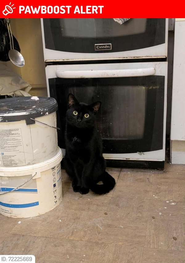 Lost Male Cat last seen B376ty, West Midlands, England B37