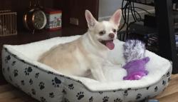 Lost Female Dog last seen East St and San Augustine, Deer Park, TX 77536
