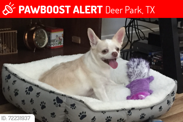 Lost Female Dog last seen East St and San Augustine, Deer Park, TX 77536