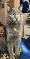 Lost Male Cat last seen Near West Elkton and Gratis Ohio , Somerville, OH 45064