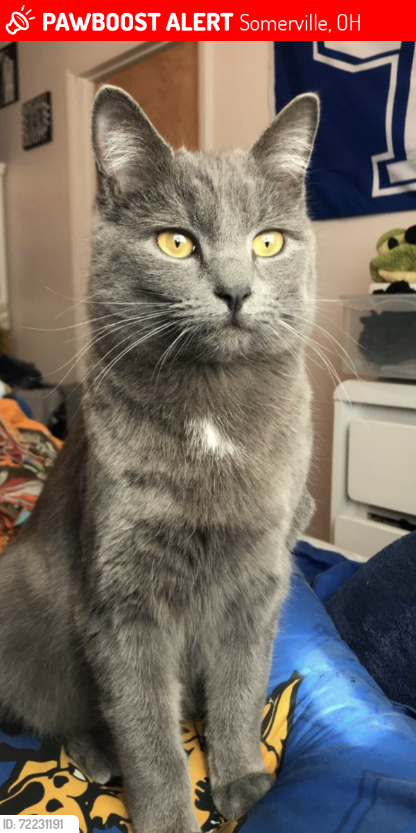 Lost Male Cat last seen Near West Elkton and Gratis Ohio , Somerville, OH 45064