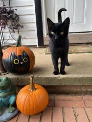 Lost Male Cat last seen A little down the street from the 7/11 off of exit 32, Williamston, SC 29697