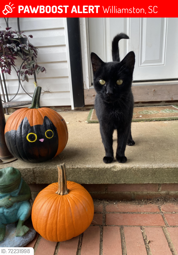 Lost Male Cat last seen A little down the street from the 7/11 off of exit 32, Williamston, SC 29697