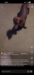 Lost Male Dog last seen Old Iowa Park Road/Maurine St, Wichita Falls, TX 76302