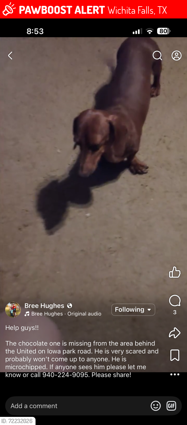 Lost Male Dog last seen Old Iowa Park Road/Maurine St, Wichita Falls, TX 76302