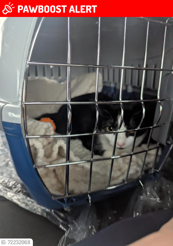 Lost Female Cat last seen ile sainte-therese, Saint-Jean-sur-Richelieu, QC J2W 2C8