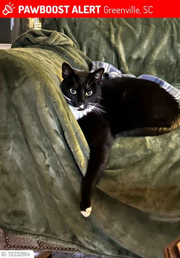 Lost Male Cat last seen Stevens Street , Greenville, SC 29605