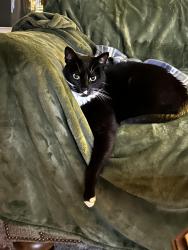 Lost Male Cat last seen Stevens Street , Greenville, SC 29605