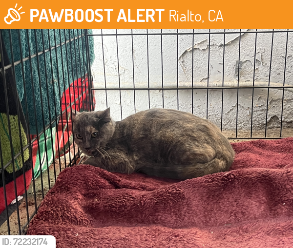 Rialto, CA Stray Cat Found Near Near N Acacia Ave Rialto, CA 92376 ...