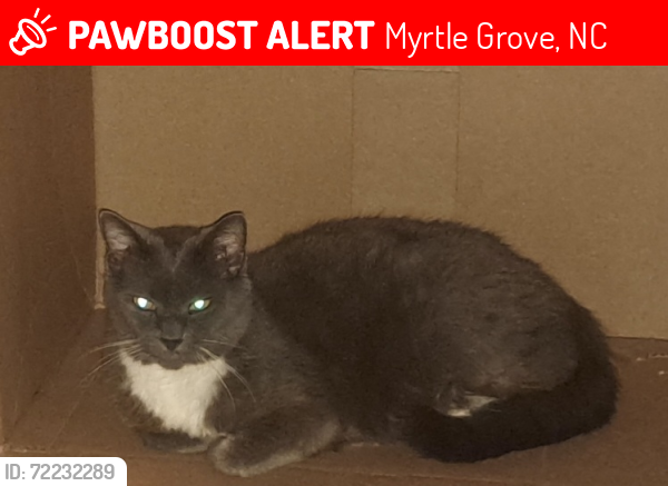 Lost Female Cat last seen Woods Edge and Bernhardt Ct., Myrtle Grove, NC 28409