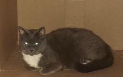 Lost Female Cat last seen Woods Edge and Bernhardt Ct., Myrtle Grove, NC 28409