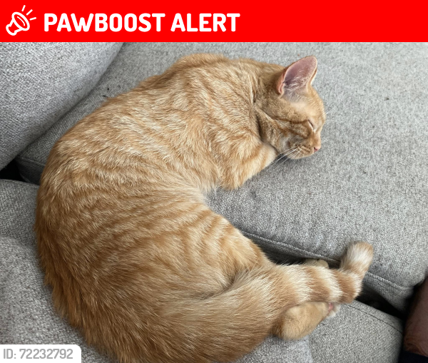 Lost Male Cat last seen Main St, Port Colborne, ON L3K
