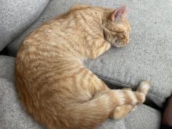 Lost Male Cat last seen Main St, Port Colborne, ON L3K