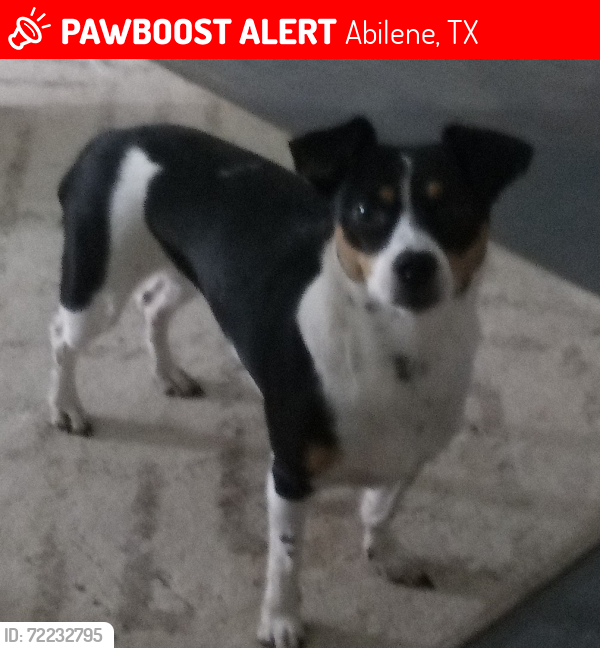 Lost Female Dog last seen North Hickory and 11th  , Abilene, TX 79601