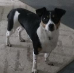 Lost Female Dog last seen North Hickory and 11th  , Abilene, TX 79601