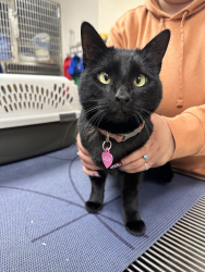 Lost Female Cat last seen Lookoutmountain Dr. and Mountsfield Dr., Golden, CO 80401