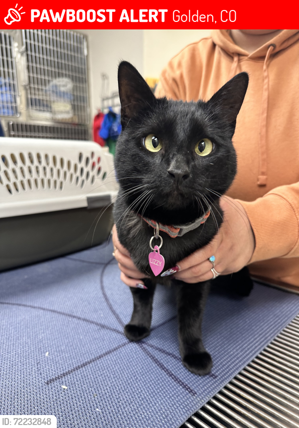 Lost Female Cat last seen Lookoutmountain Dr. and Mountsfield Dr., Golden, CO 80401