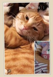 Lost Male Cat last seen Near Dover St/ Mississippi St /Deerwood Subdivision/RV Park, Mobile, AL 36618