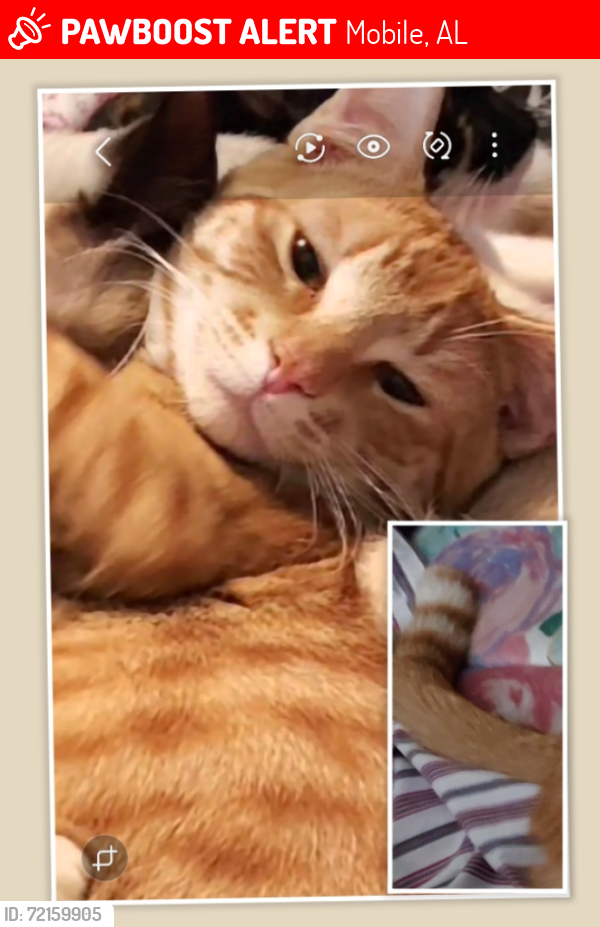 Lost Male Cat last seen Near Dover St/ Mississippi St /Deerwood Subdivision/RV Park, Mobile, AL 36618