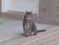 Lost Male Cat last seen Andover Drive in Williamsburg Park , Franklin, KY 42134