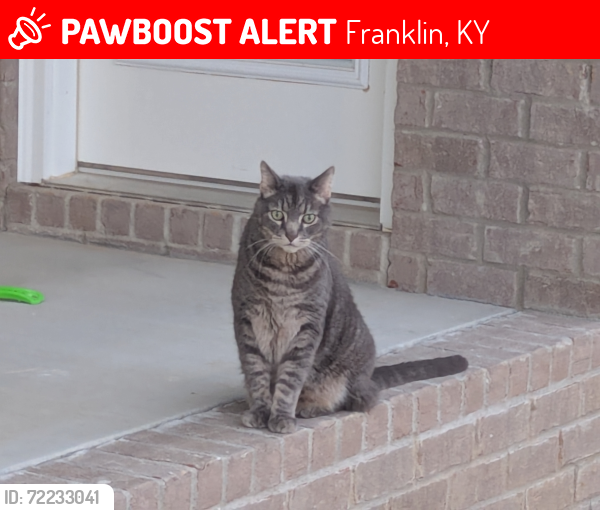 Lost Male Cat last seen Andover Drive in Williamsburg Park , Franklin, KY 42134